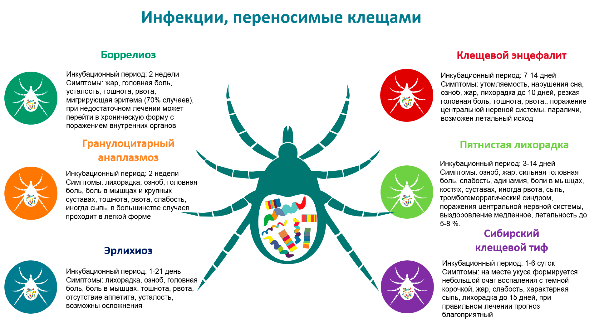 Энцефалит бактерия. Клещи переносчики болезней. Заболевание которое переносят клещи. Профилактике клещевого энцефалита и инфекций, передающихся клещами..